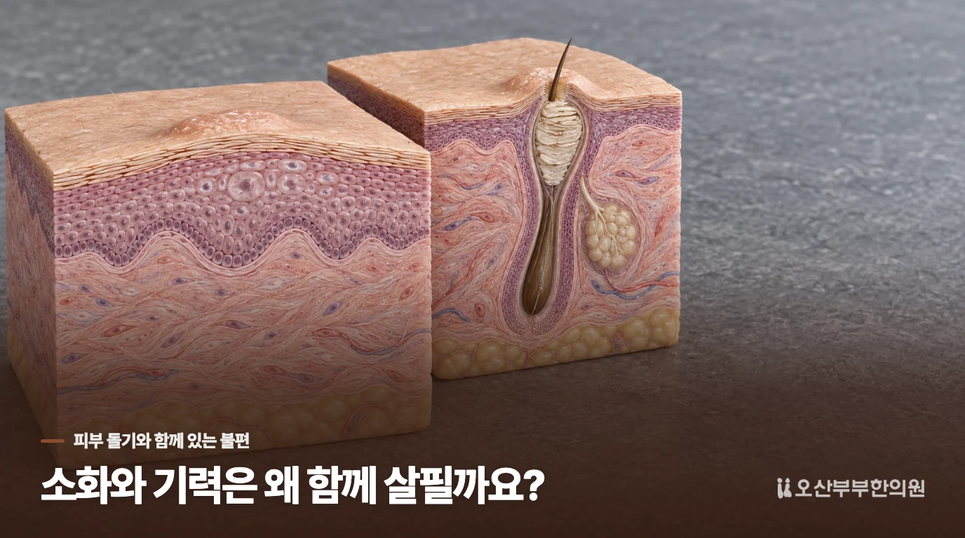 소화와 기력은 왜 함께 살필까요?