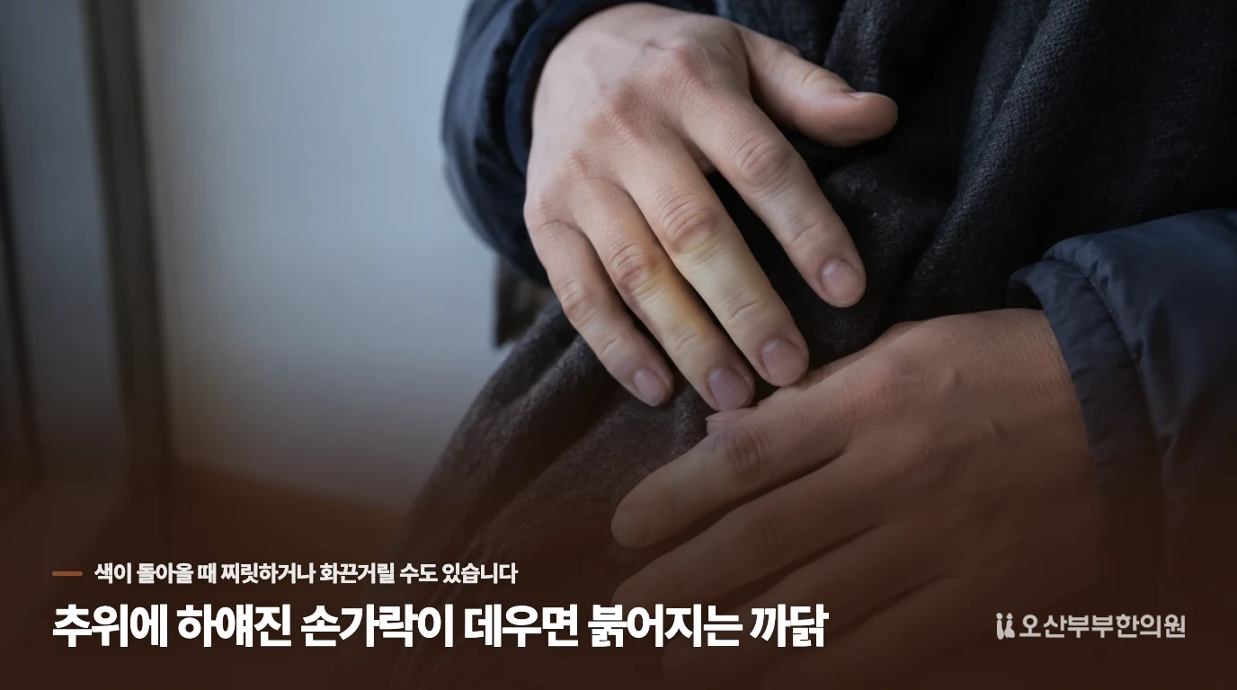 추위에 하얘진 손가락이 데우면 붉어지는 까닭